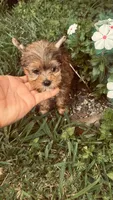 Sasha , a female Yorkshire Terrier for sale in Pearland, TX – 8 of 9
