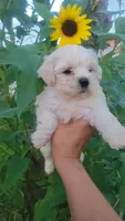 Shofie, a female Maltipoo for sale in Pearland, TX – 5 of 7