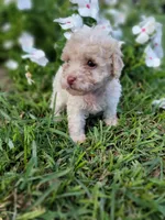 Snow, a male Poodle - Toy  for sale in Pearland, TX – 3 of 10