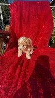 Rick, a male Poodle - Toy  for sale in Pearland, TX – 3 of 4