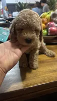 Cooper , a male Maltipoo for sale in Pearland, TX – 8 of 8