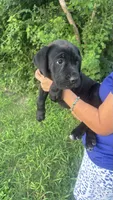 Becky , a female Cane Corso for sale in Pearland, TX – 2 of 3