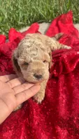 Terry , a male Maltipoo for sale in Pearland, TX – 3 of 5