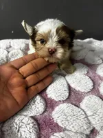 Maple, a male Yorkshire Terrier for sale in Pearland, TX – 6 of 9