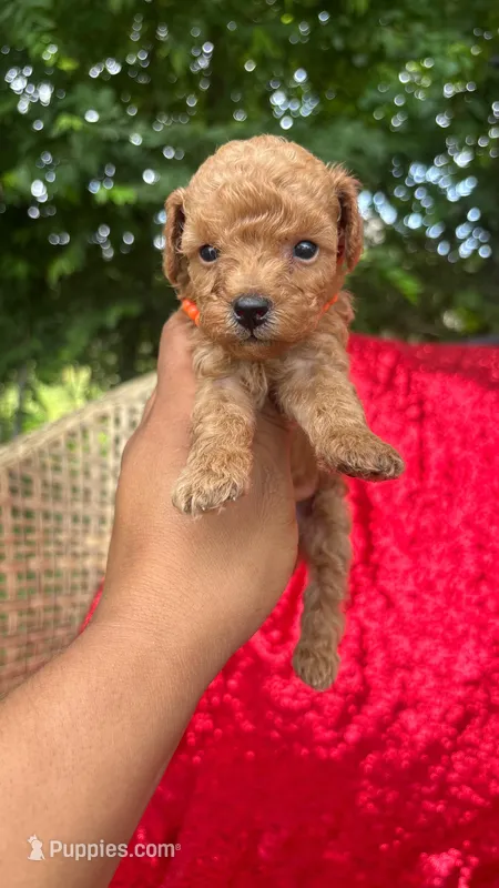 Teddy  – Poodle - Toy  puppy for sale in Pearland, TX
