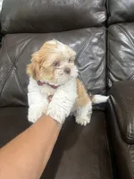 Luka , a male Shihpoo for sale in Pearland, TX – 3 of 4
