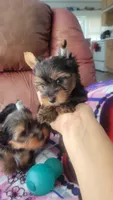 James , a male Yorkshire Terrier for sale in Pearland, TX – 1 of 9