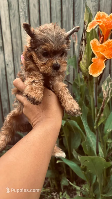 Sasha , a female Yorkshire Terrier for sale in Pearland, TX – 1 of 9
