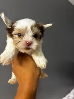 Maple, a male Yorkshire Terrier for sale in Pearland, TX – 4 of 9