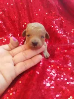 Teddy , a male Poodle - Toy  for sale in Pearland, TX – Photo 2 of 6