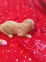 Teddy , a male Poodle - Toy  for sale in Pearland, TX – Photo 3 of 6