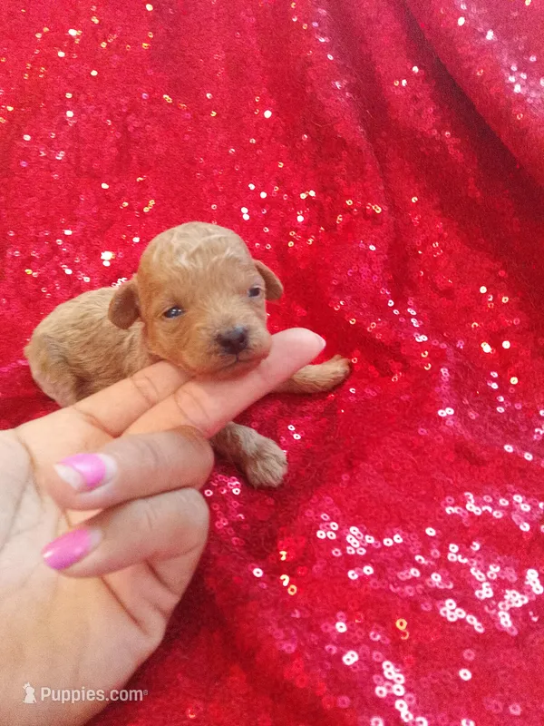 Teddy  – Poodle - Toy  puppy for sale in Pearland, TX