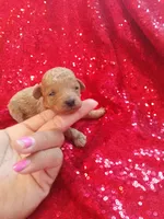 Teddy , a male Poodle - Toy  for sale in Pearland, TX – Photo 1 of 6