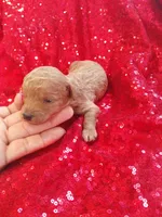 Teddy , a male Poodle - Toy  for sale in Pearland, TX – Photo 4 of 6