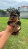 James , a male Yorkshire Terrier for sale in Pearland, TX – 6 of 9