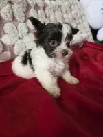 Cookie , a male Yorkshire Terrier for sale in Pearland, TX – 4 of 9