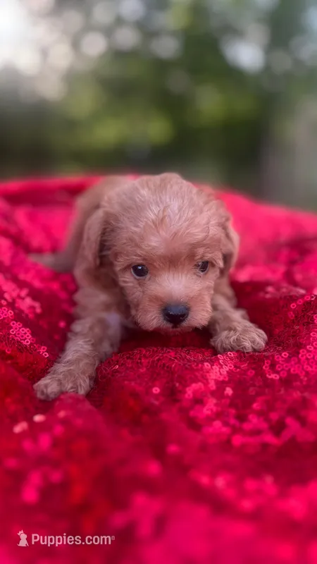Fiona , a female Maltipoo for sale in Pearland, TX – Photo 1 of 8