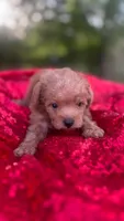 Fiona , a female Maltipoo for sale in Pearland, TX – Photo 1 of 8