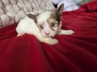 Maple, a male Yorkshire Terrier for sale in Pearland, TX – 7 of 9