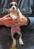 Dotie, a female Boxer for sale in Winlock, WA – 3 of 10