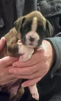 Dotie, a female Boxer for sale in Winlock, WA – 4 of 10