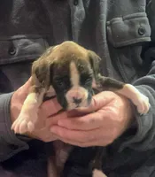 Dotie, a female Boxer for sale in Winlock, WA – 10 of 10