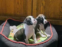 Dotie, a female Boxer for sale in Winlock, WA – 7 of 10