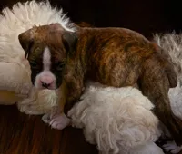 Dotie, a female Boxer for sale in Winlock, WA – 6 of 10