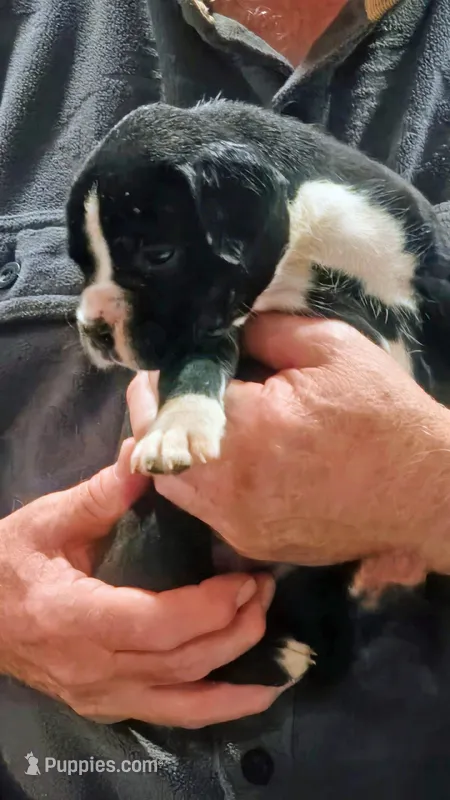 Dotie – Boxer puppy for sale in Winlock, WA