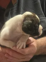 Dotie, a female Boxer for sale in Winlock, WA – 5 of 10