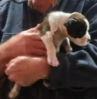 Dotie, a female Boxer for sale in Winlock, WA – 2 of 10