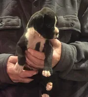 Dotie, a female Boxer for sale in Winlock, WA – 9 of 10