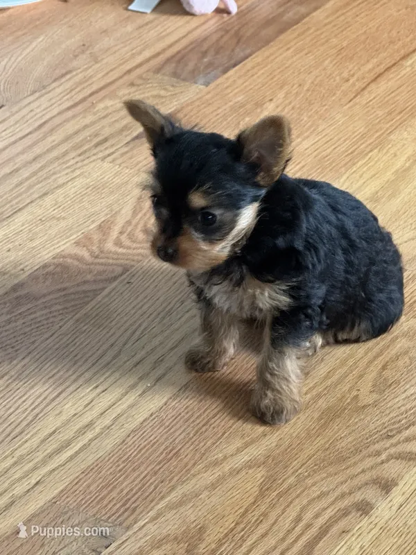Tea cup - Girl 1 – Yorkshire Terrier puppy for sale in Circleville, OH