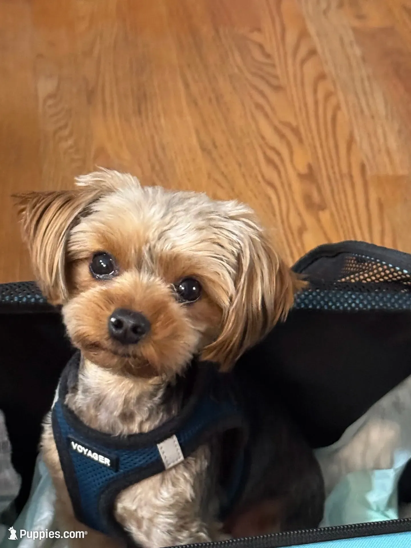 Teacup Yorkie - Boy 2, a male Yorkshire Terrier for sale in Circleville, OH – 4 of 5