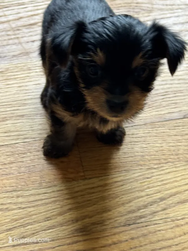 Teacup Yorkie - Boy – Yorkshire Terrier puppy for sale in Circleville, OH