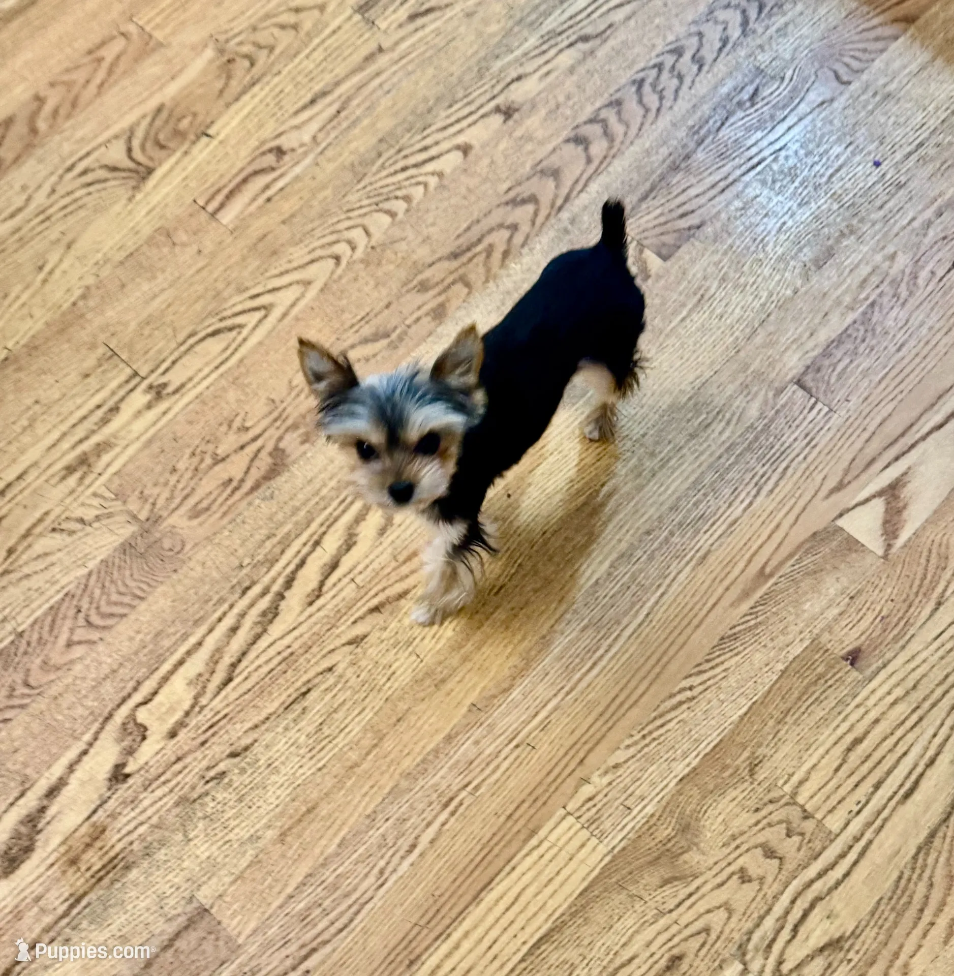 Teacup Yorkie - Boy 2, a male Yorkshire Terrier for sale in Circleville, OH – 3 of 5