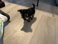 Teacup Yorkie - Boy 2, a male Yorkshire Terrier for sale in Circleville, OH – 5 of 5