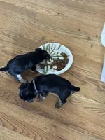 Teacup Yorkie - Girl , a female Yorkshire Terrier for sale in Circleville, OH – 3 of 4