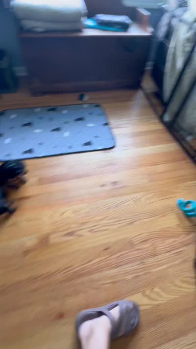 Teacup Yorkie - Girl , a female Yorkshire Terrier for sale in Circleville, OH – 4 of 4