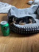 Tea cup - Girl 1, a female Yorkshire Terrier for sale in Circleville, OH – 3 of 4