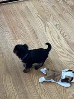 Teacup Yorkie - Girl , a female Yorkshire Terrier for sale in Circleville, OH – 2 of 4