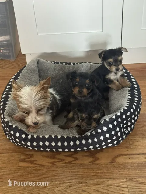 Teacup Yorkie - Boy – Yorkshire Terrier puppy for sale in Circleville, OH