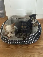 Teacup Yorkie - Boy, a female Yorkshire Terrier for sale in Circleville, OH – 1 of 1