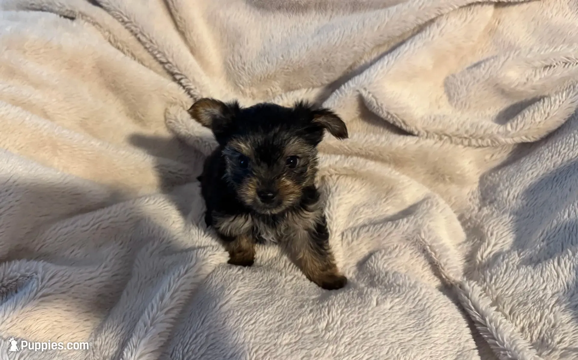 Teacup Yorkie - Boy 2, a male Yorkshire Terrier for sale in Circleville, OH – 1 of 5