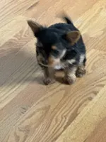 Tea cup - Girl 1, a female Yorkshire Terrier for sale in Circleville, OH – 2 of 4
