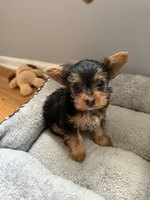 Teacup Yorkie - Girl 2, a female Yorkshire Terrier for sale in Circleville, OH – 1 of 1
