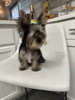 Akc Yorkie Nikki, a male Yorkshire Terrier for sale in Emmett, ID – 4 of 5