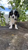 Chloe, a female Cavalier King Charles Spaniel and Yorkshire Terrier for sale in Emmett, ID – 2 of 4