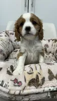 Charlie, a male Cavalier King Charles Spaniel and Poodle - Miniature  for sale in Emmett, ID – 3 of 5