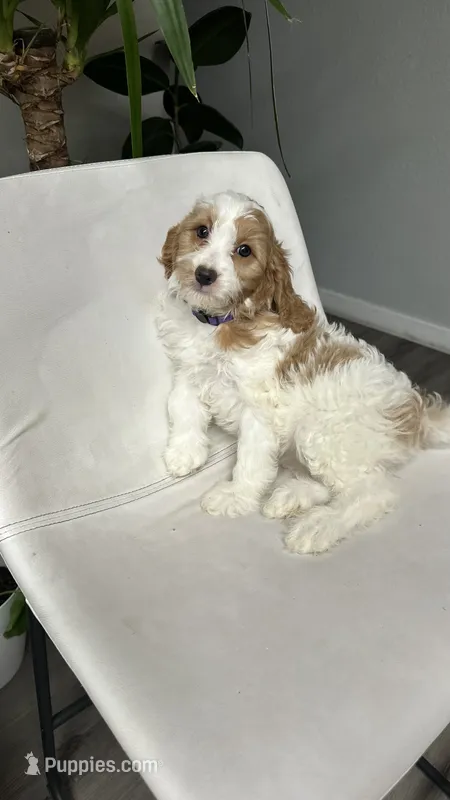 CKC cavapoo Jenny – Cavapoo puppy for sale in Emmett, ID